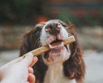 How to best avoid dental problems in older dogs